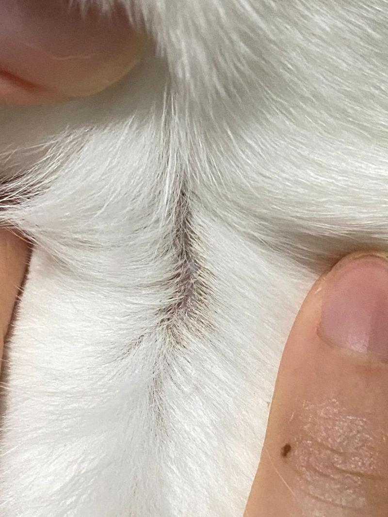 猫咪皮肤有黑点？猫咪皮肤有黑点但不是猫藓？