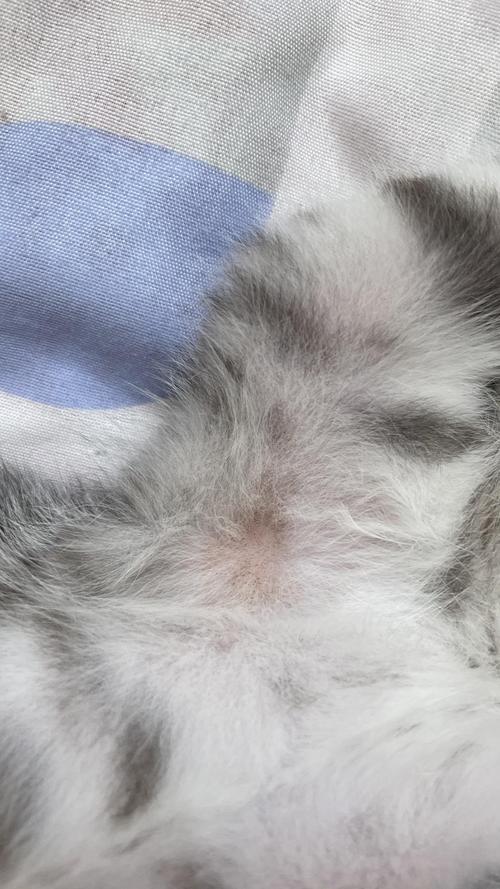 猫咪身上扒开毛有小黑点是怎么回事?