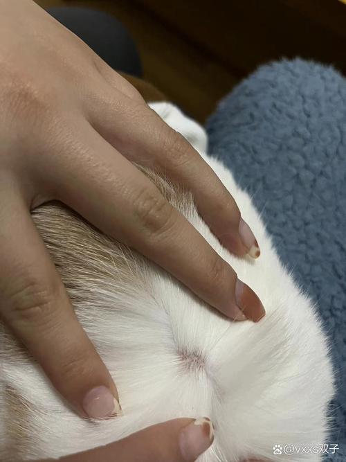 猫咪身上有黑点是怎么回事