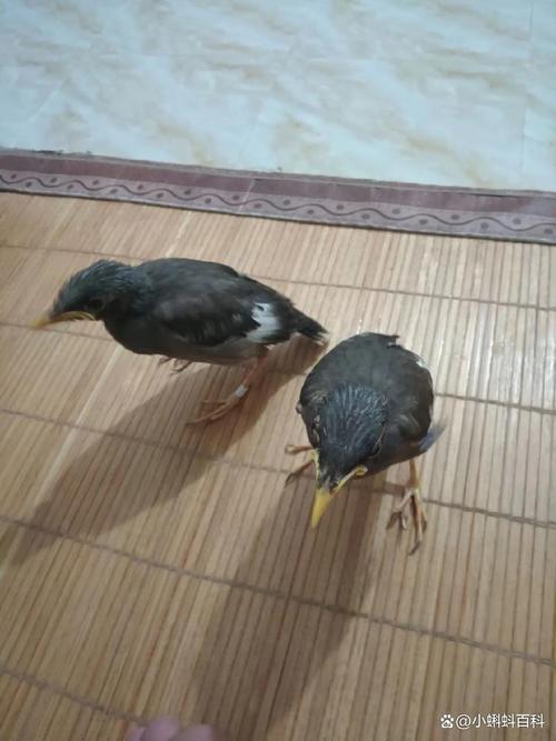八哥幼鸟1个月的，一个月的八哥鸟几天能饿死？