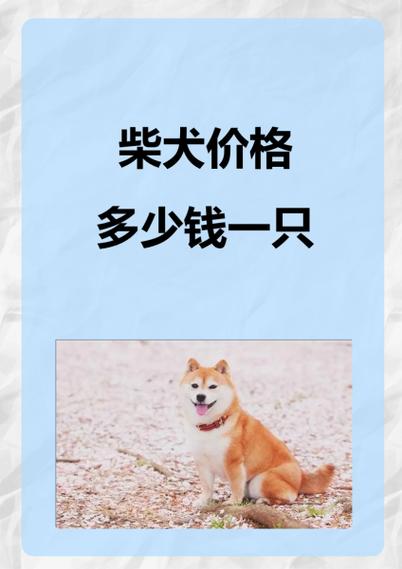 标准柴犬一般多少钱一只，柴犬多少钱一只纯种