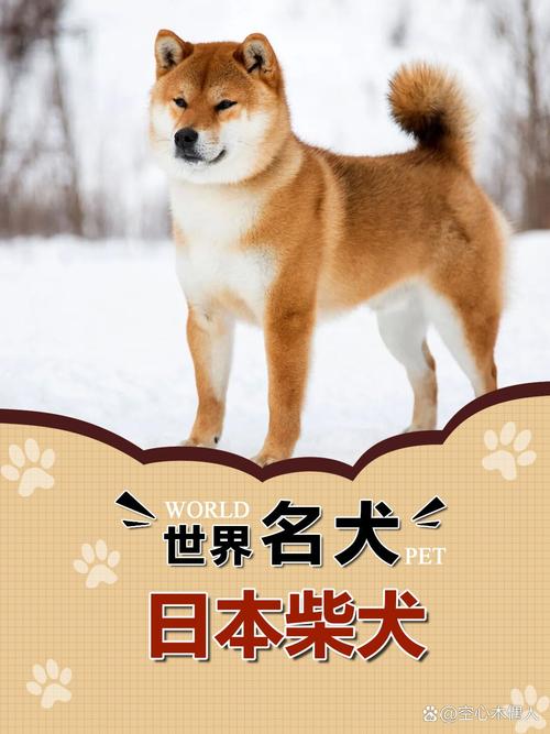 日本柴犬多少钱一只?