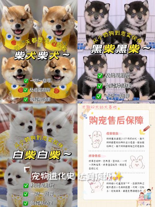 一只柴犬要多少钱呀?