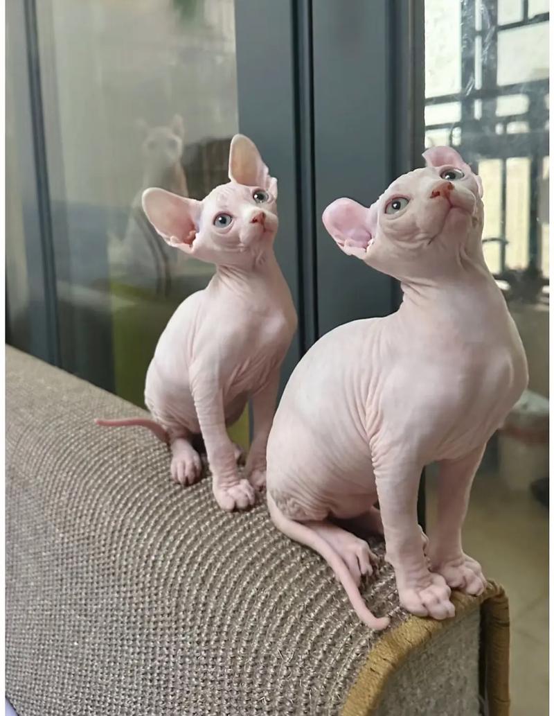 灰色无猫毛费用
？灰色没有毛的猫是什么品种？