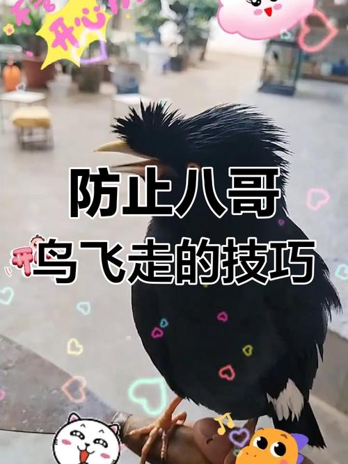 八哥怎么样才不会飞走，怎样使八哥鸟不害怕我