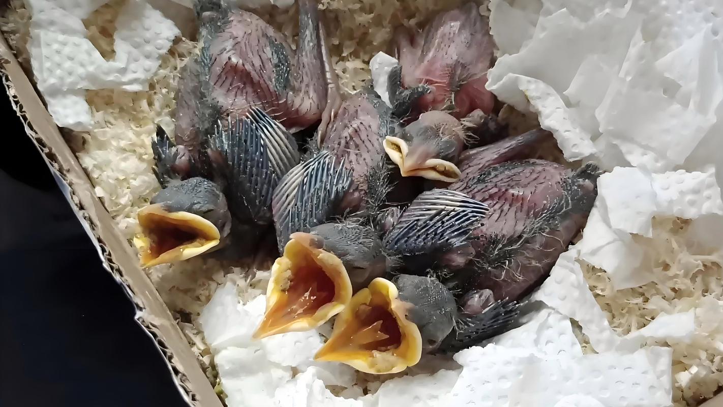 八哥一天喂几次和食量？八哥鸟一天喂几次和食量？