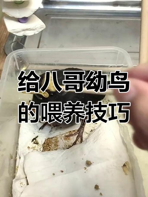 八哥犬一天喂几次