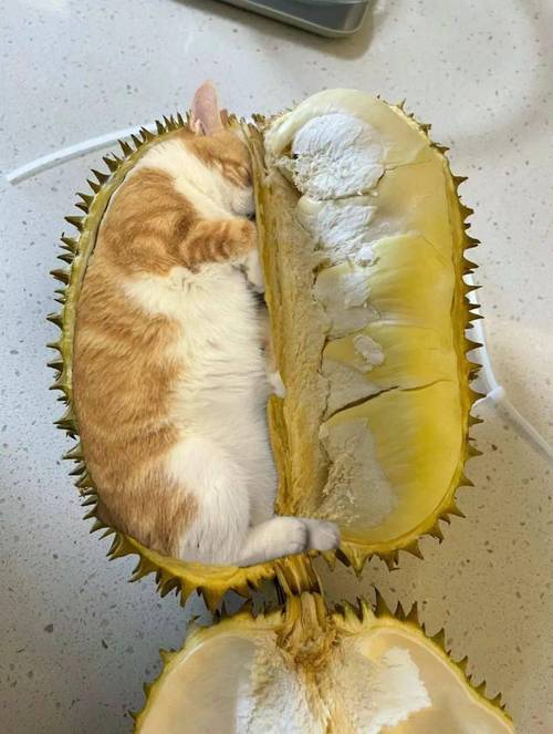 猫咪可以吃榴莲吗，猫咪能吃榴莲么