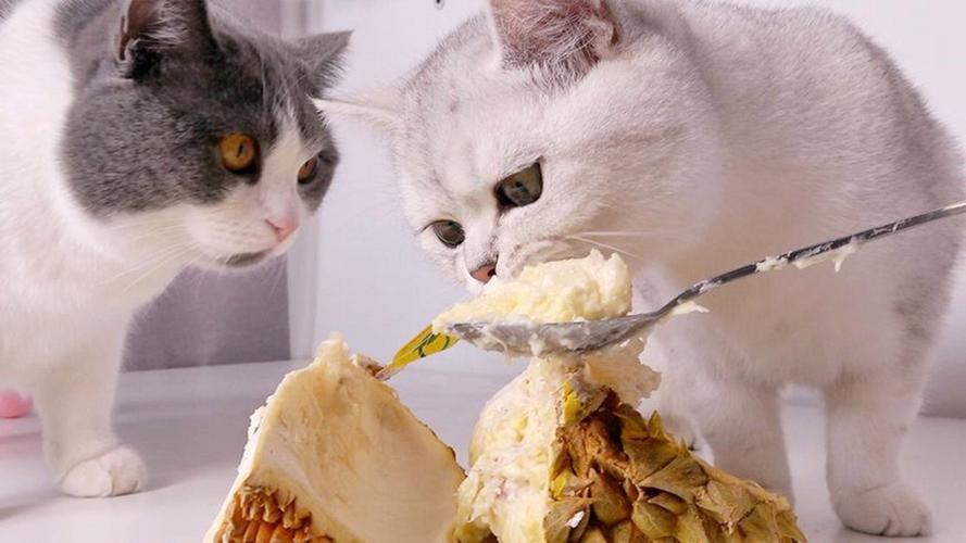 猫咪吃榴莲会怎么样?
