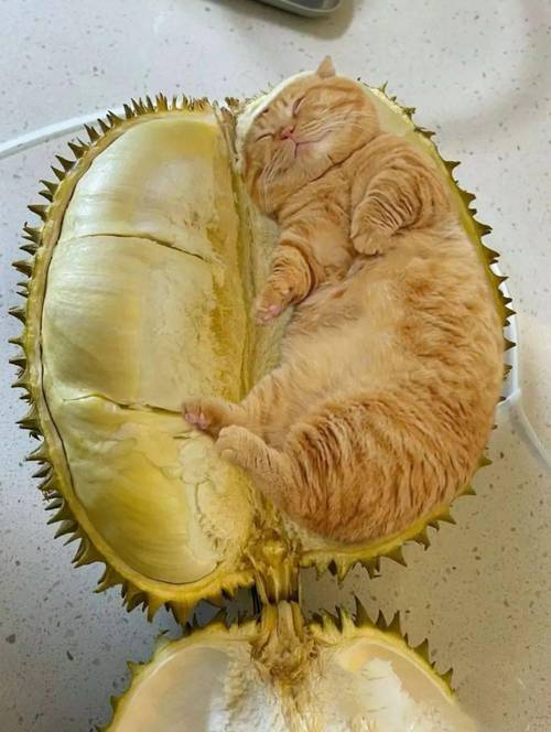 猫最爱吃的10种水果