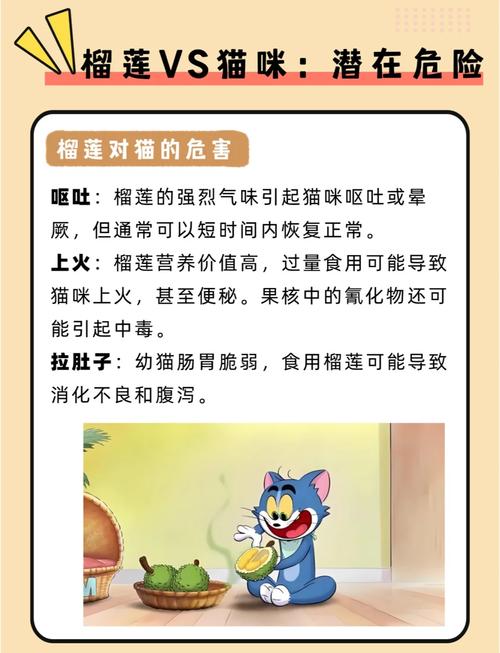 猫猫可以吃的水果排名是什么?
