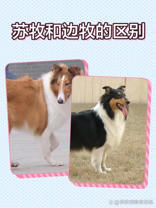 灰色毛的狗像苏牧，灰色长毛狗狗品种名称