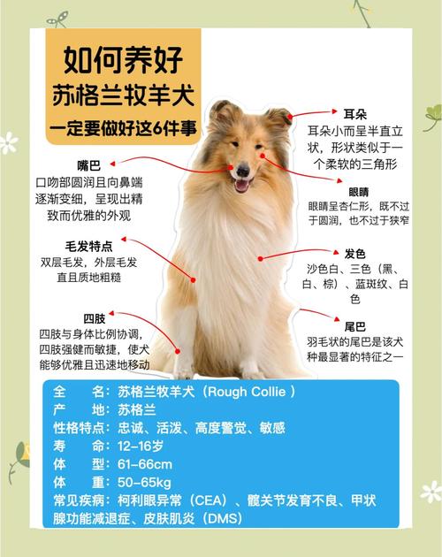 遛狗偶遇苏格兰牧羊犬,意外发现狗狗悲惨身世