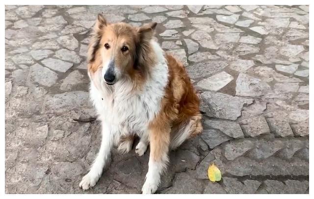 请问这是苏格兰牧羊犬吗?