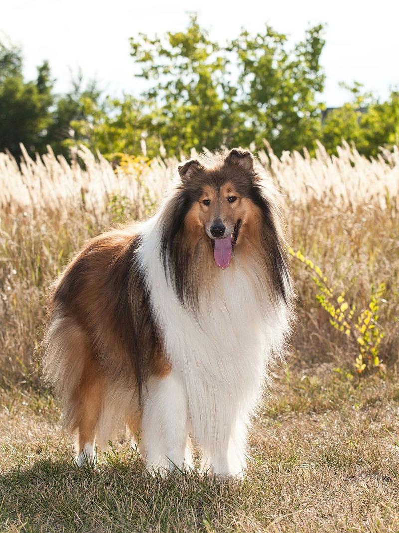 有一种犬,大小和外观像苏格兰牧羊犬,但体毛是灰白色的,是什么品种?