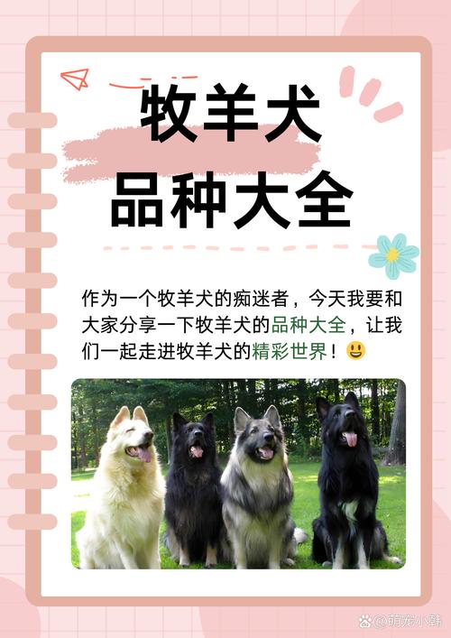 牧羊犬品种