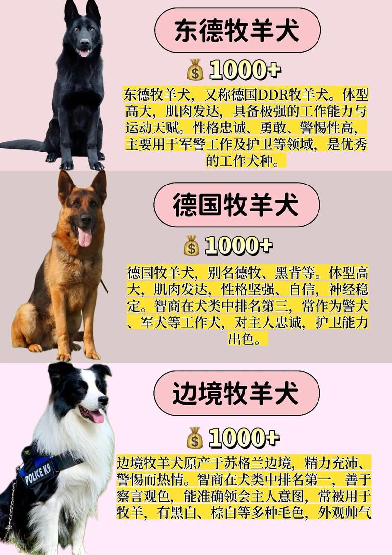 牧羊犬的种类有哪些