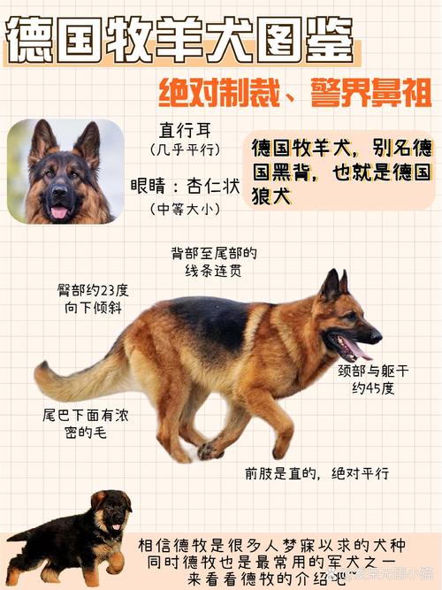 牧羊犬有几个品种,比较好
的是那个品种