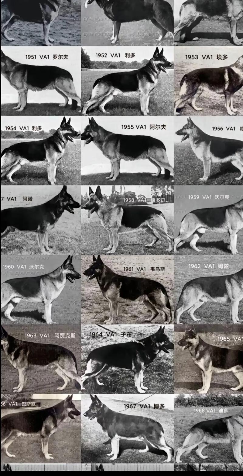 世界上最厉害的前十
牧羊犬是谁