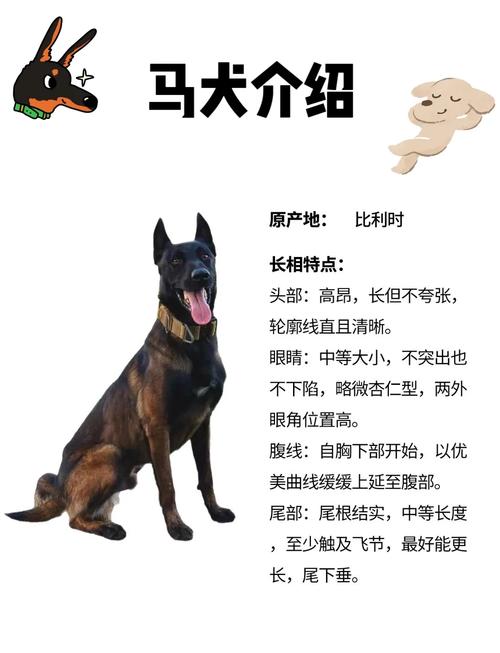 马犬的咬合力有多强?