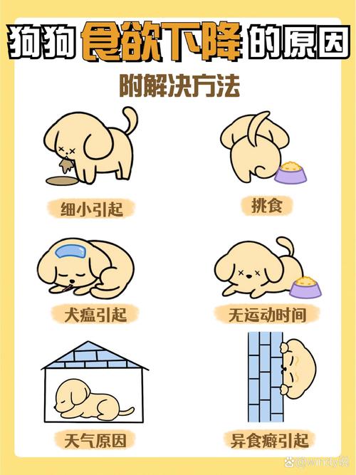 狗狗一直不吃饭是怎么回事?