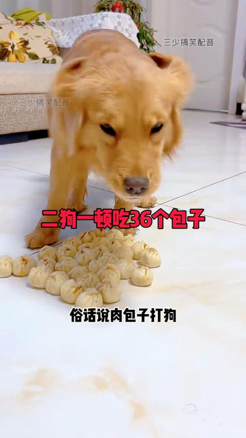 狗狗可以吃包子吗