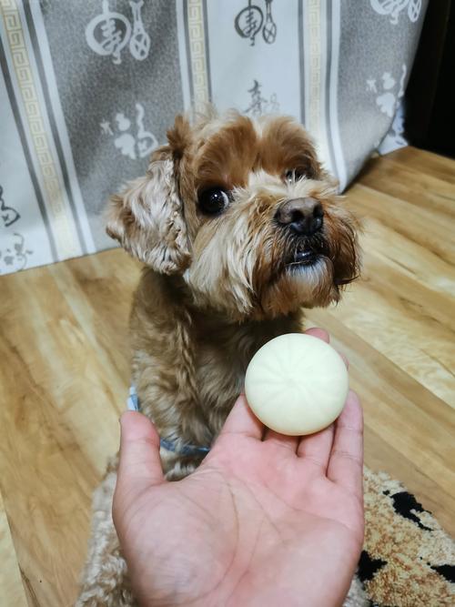 泰迪能不能吃肉包子