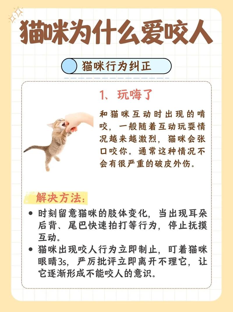 三个月猫咬人下狠口怎么教育?