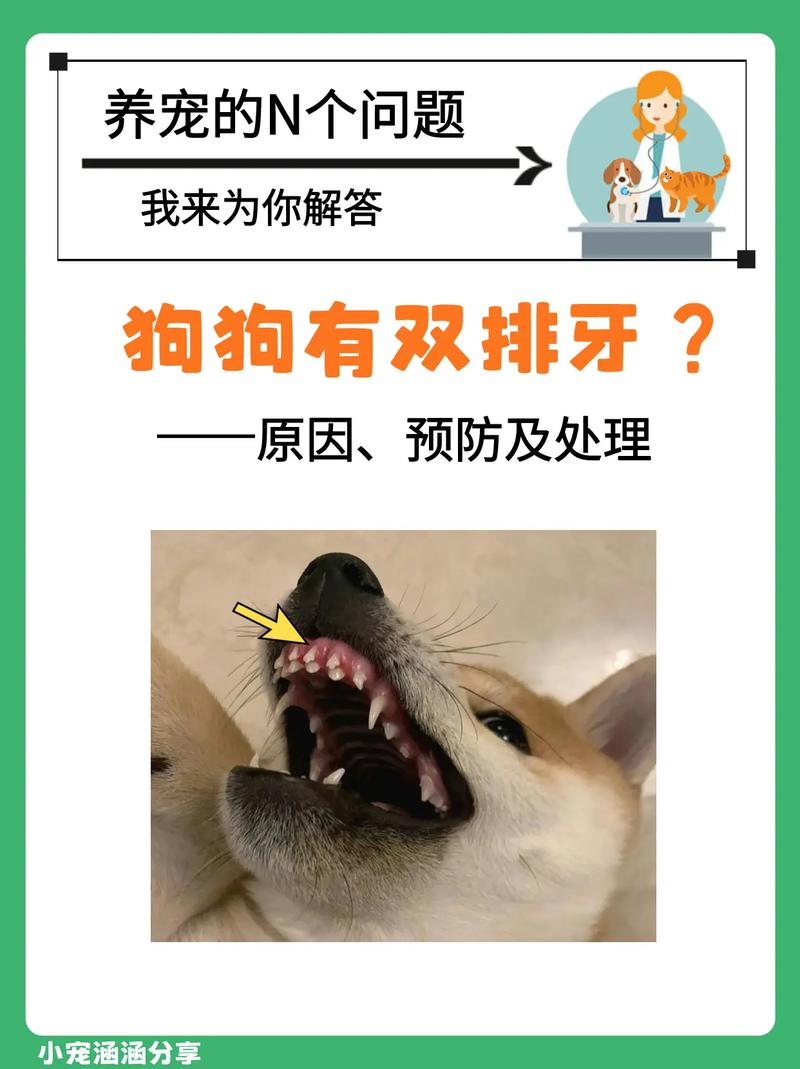 狗狗掉牙了……怎么办?