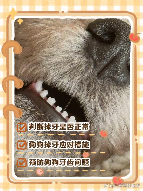 狗狗的牙齿掉了怎么办