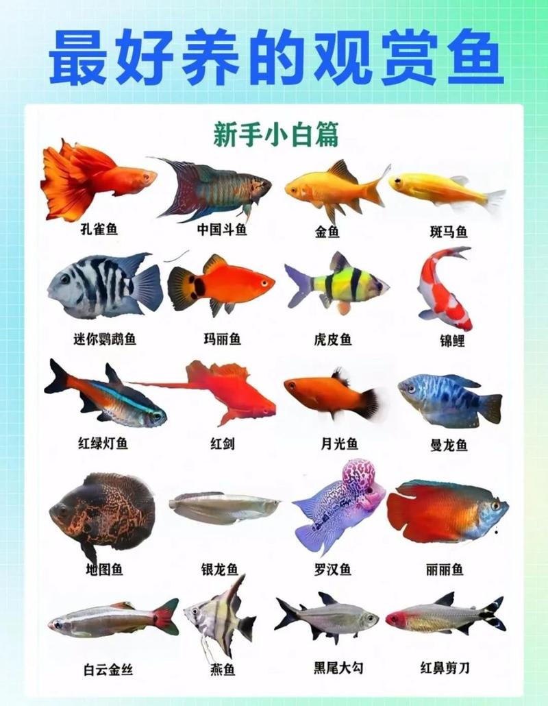宠物鱼有哪些品种