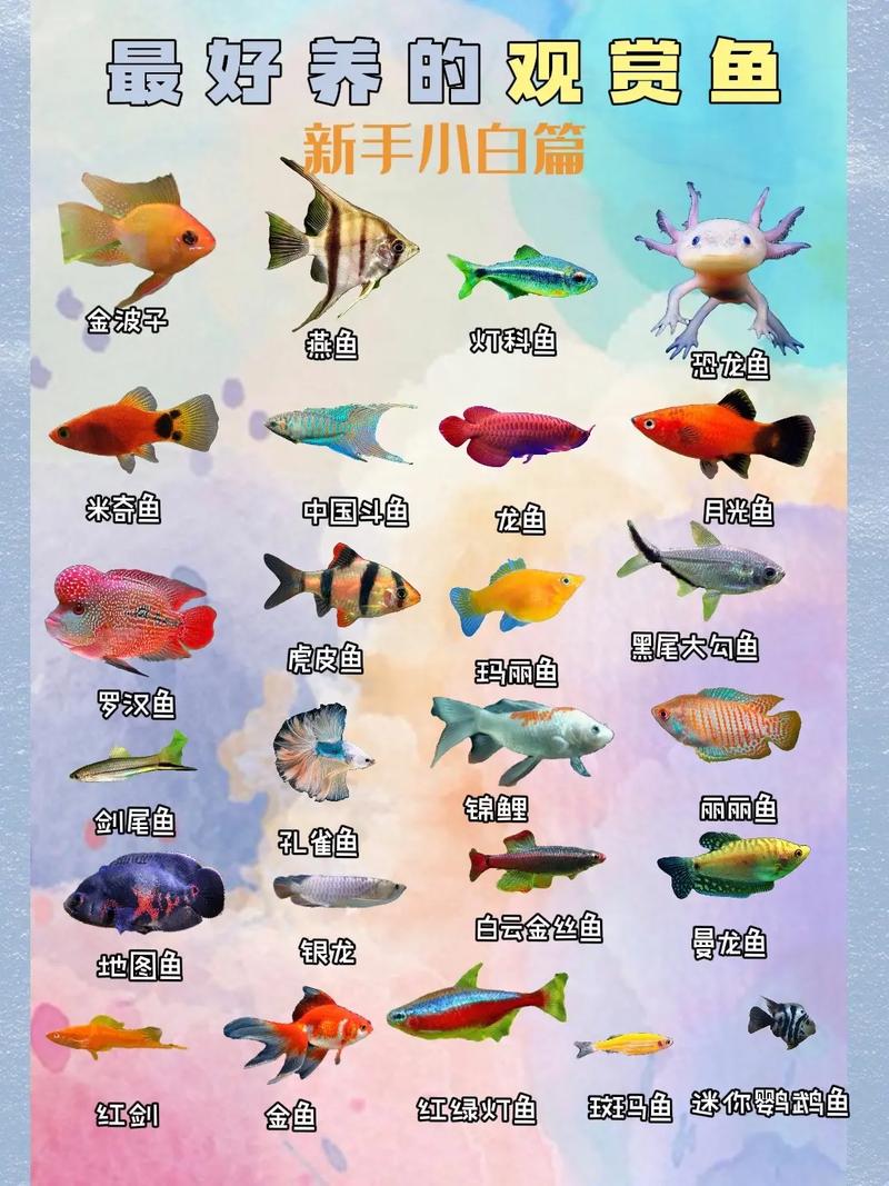 宠物鱼排名
榜前十名