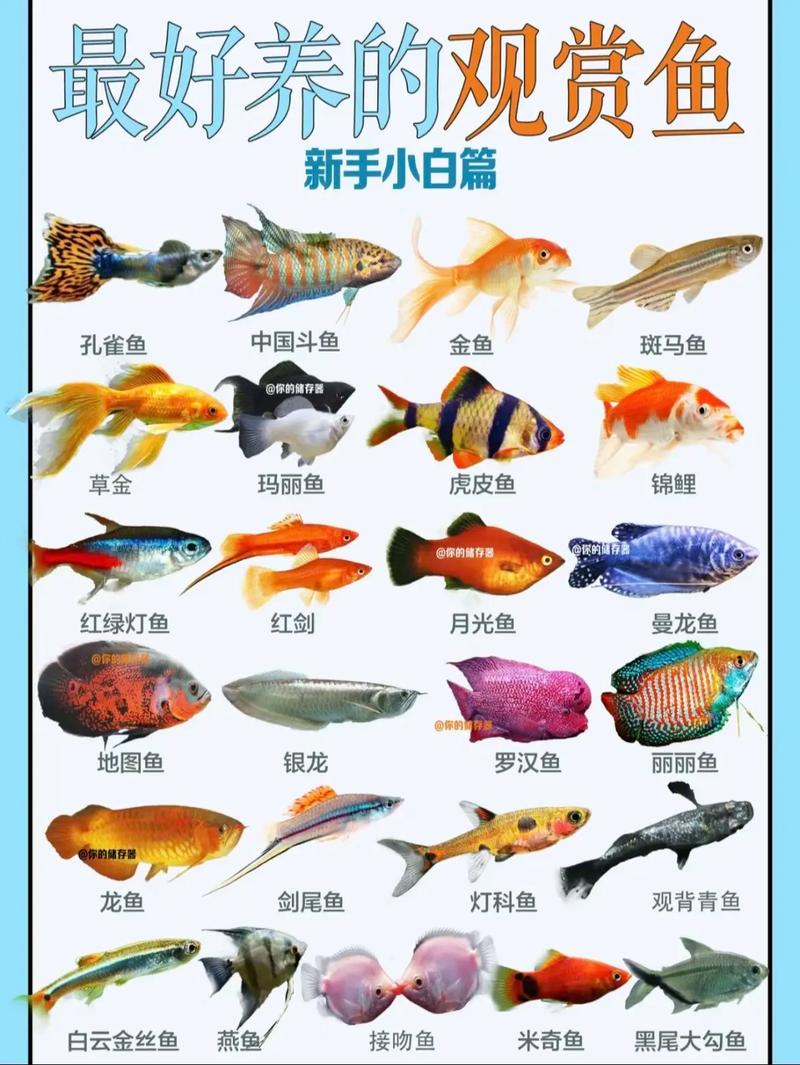 哪些宠物鱼又便宜又好养?