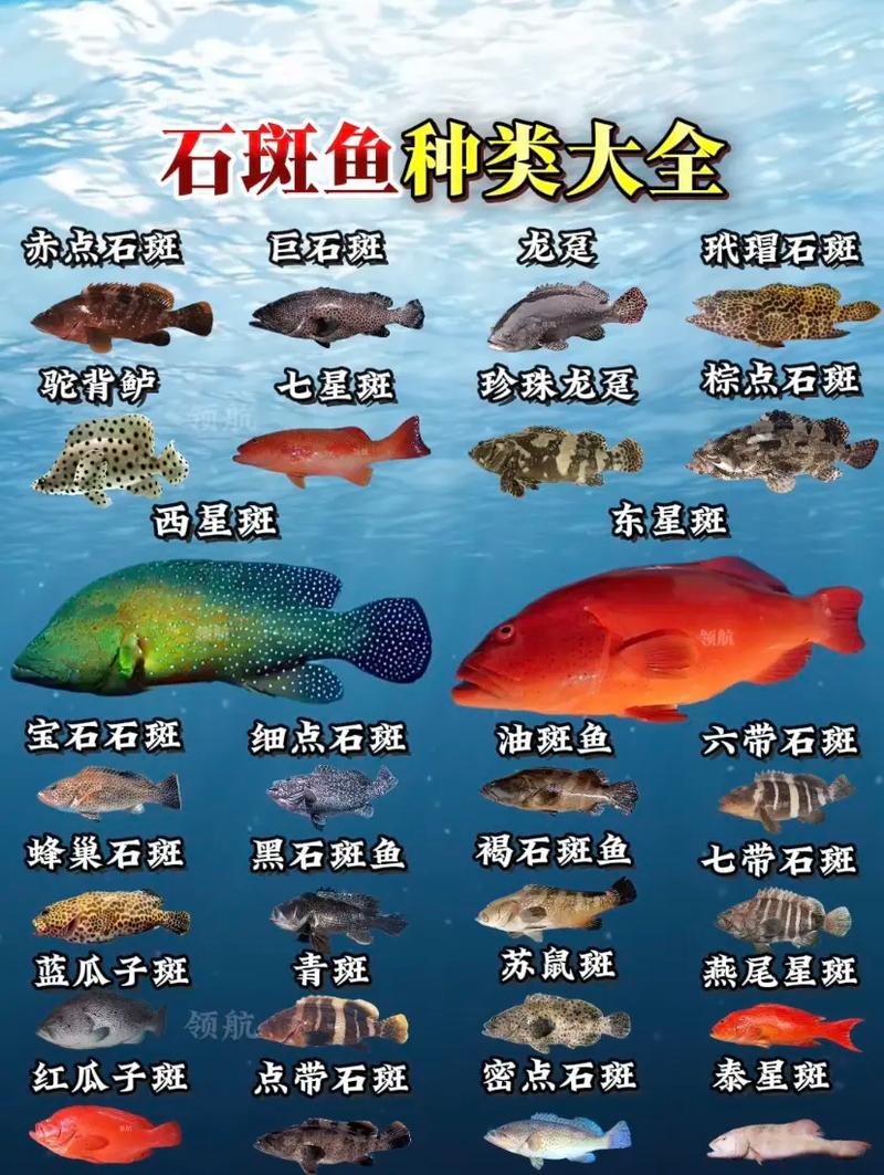 世界前十
最贵的海鱼黄唇鱼上榜,第一是濒危物种