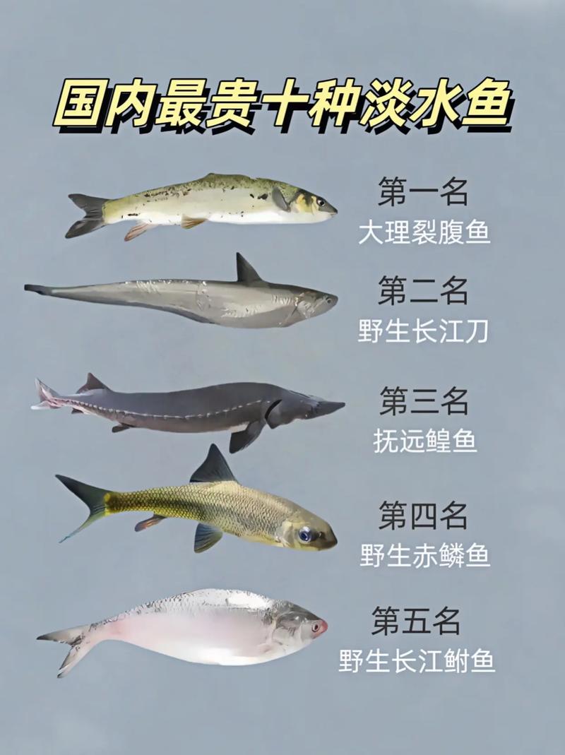 世界上前十
最贵的海鱼世界前十
名贵海鱼排名最贵海鱼大盘点