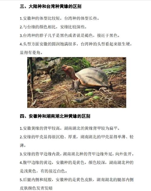 黄缘闭壳龟怎么养