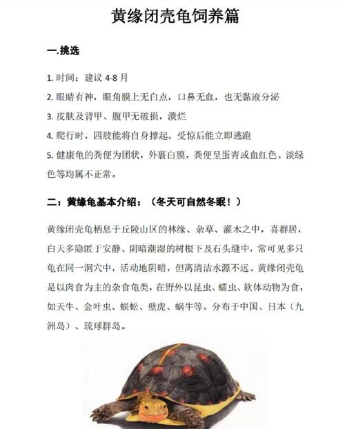 黄缘乌龟喂养的方法是什么呢?
