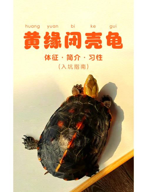 黄缘闭壳龟怎么养,需要晒壳吗