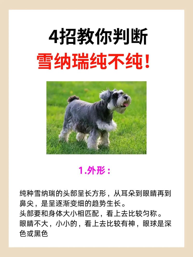 “纯种”雪纳瑞的挑选办法,现在告诉你!