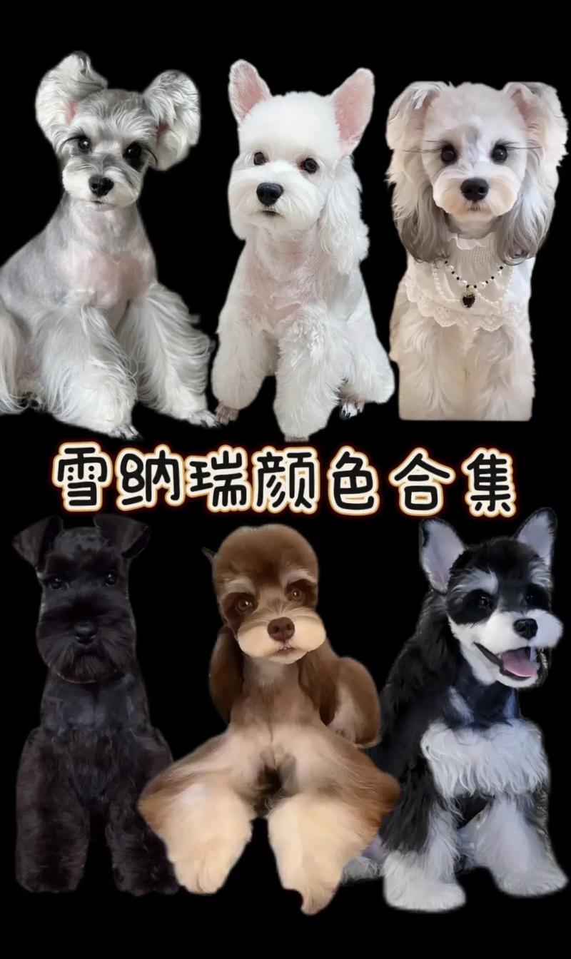 买了只雪纳瑞,大家看值多少钱。属于什么颜色