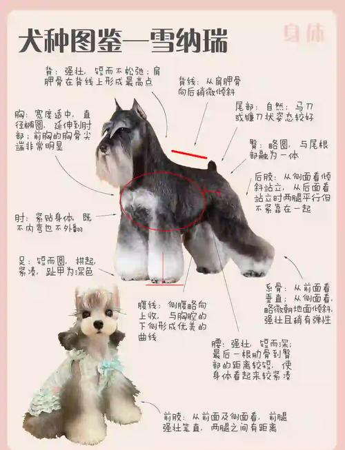 雪纳瑞多少钱一只?