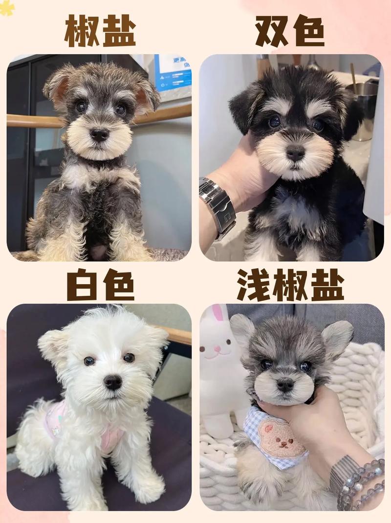 雪纳瑞和阿拉斯加哪个贵