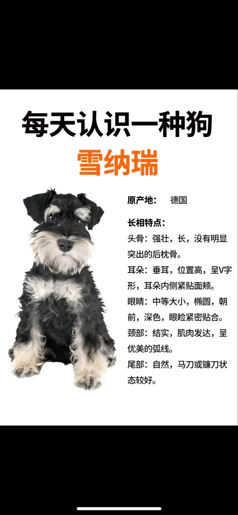 我在西安,想买只迷你雪纳瑞,品种好点的要多少钱呢?有哪位在西安的朋友...