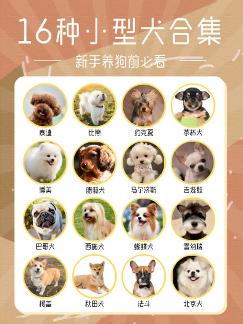 100元~500元的小型犬有什么品种