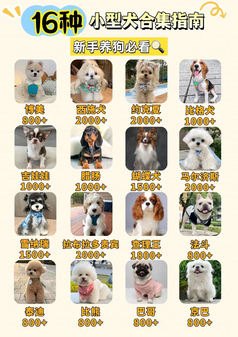 100元能买什么长不大的小型狗狗