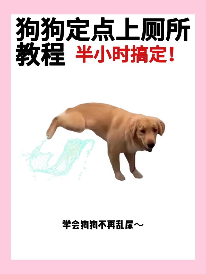 如何训练狗狗在外面拉屎，如何训练狗狗在外面拉屎视频？