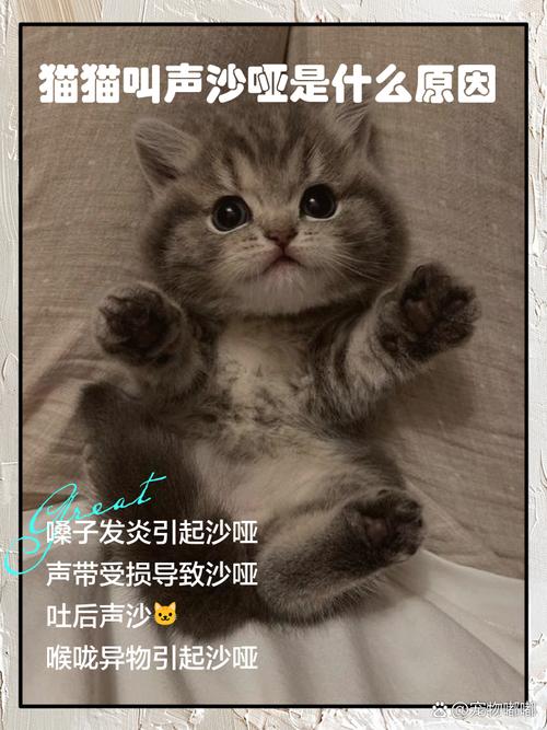 为什么两个月小猫咪叫声沙哑