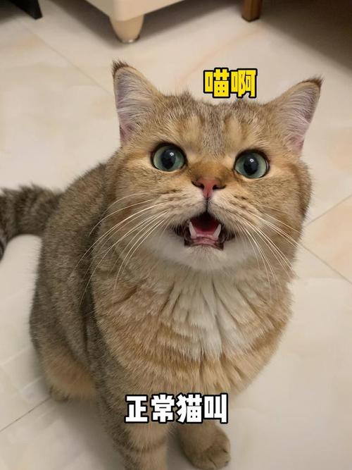猫嗓子像卡了痰一样叫声沙哑
