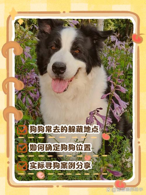 狗子丢了一般会躲哪里