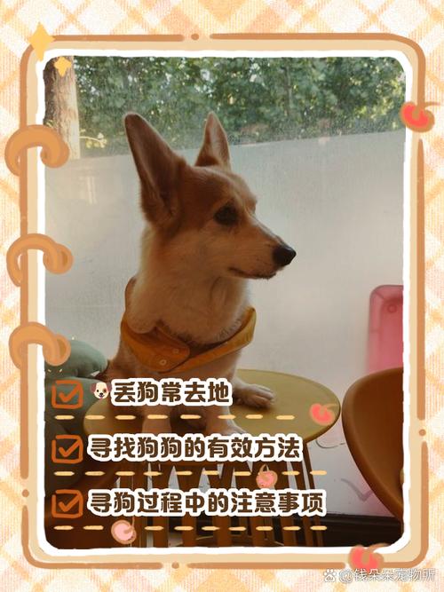 泰迪丢了一般会躲哪里,熟悉的地方或者在走失的原地等候